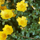 Purslane in flower